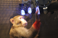 Ein Rhesusaffe (Macaca mulatta) beim Training im Reach Cage. Der Affe greift zu einer Lampe, die vorher angezeigt wurde. Mit Hilfe eines Sensors wird diese Berührung erfasst und die Daten aufgezeichnet. Foto: Michael Berger