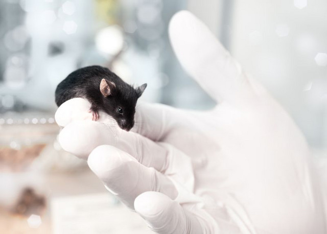 Eine Maus im Labor. Foto: anyaivanova / Shutterstock.com