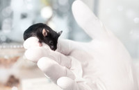 Eine Maus im Labor. Foto: anyaivanova / Shutterstock.com