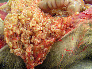 Pentastomiasis in a long-tailed macaque