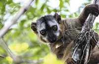 Ein Rotstirnmaki-Weibchen (Eulemur rufifrons) im Kirindy-Wald in Madagaskar. Das Deutsche Primatenzentrum betreibt dort seit 1993 eine Forschungsstation. Foto: Anna Sperber