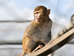 A rhesus monkey in the outdoor enclosure of the DPZ. Photo: Anton Säckl