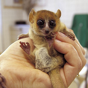 Goodman's Mouse Lemur. Photo: R. Zingg