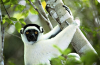 Ein Larvensifaka im Trockenwald in Madagaskar. Foto: Manfred Eberle