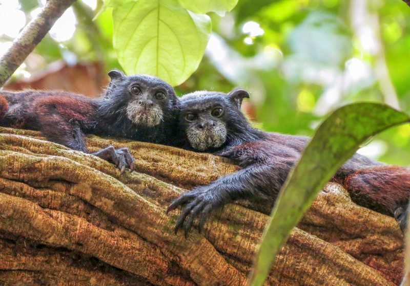 Schwarzstirntamarine im Amazonasregenwald Perus. Foto: Cindy Hurtado 