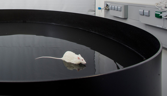 Alzheimerforschung: Eine Maus bei einem Verhaltensexperiment in einem Wasserbecken am Leibniz-Institut für Neurobiologie, Magdeburg. Foto: D. Mahler.