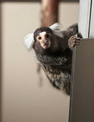 The Stem Cell Research at the DPZ works primarily with marmosets. Photo: Anton Säckl