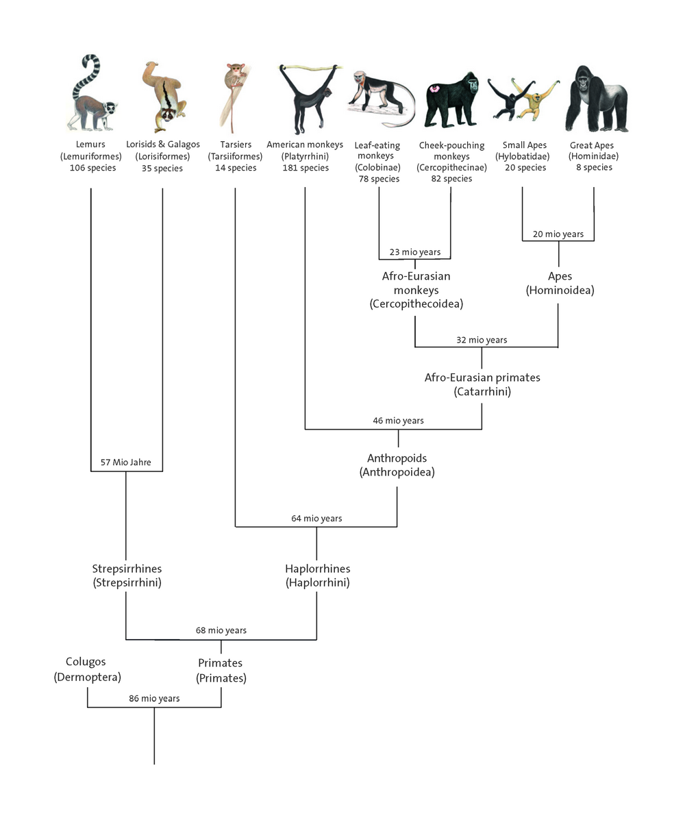 The genealogy of primates represents the kinship between living primates and the chronological representation of their evolution. Layout: Luzie Julia Almenräder, Primate Illustration: Stephen Nash