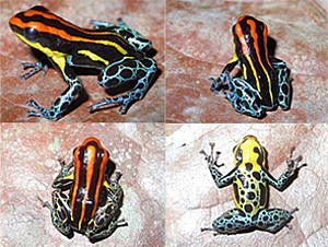 Catalog of amphibiens and reptiles at EBQB