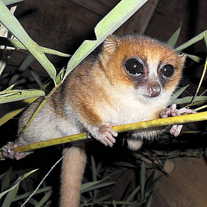 Marohita Mouse Lemur. Photo: Bellarmin Ramahefarsoa