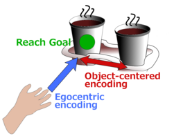 Object-centered reaching