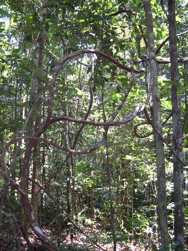 Ursprünglicher, primärer Regenwald in Peru. Im Gegensatz zum Sekundärwald ist die Kronenbedeckung höher, die Krautschicht weniger dicht. Foto: Eckhard W. Heymann
