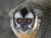 An owl monkey (Aotus azarae) in South America. Image: C. Valeggia