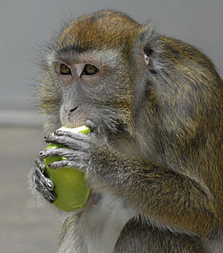 A long-tailed macaque in the outdoor enclosure at the DPZ tastes a fruit. Photo: J+S