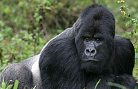 Der Berggorilla (Gorilla beringei beringei) lebt im Virunga-Nationalpark im Kongo und ist vom Aussterben bedroht. Foto: erwinf/stock.adobe.com
