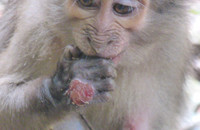 Eine mit dem Frambösieerreger leicht infizierte Rußmangabe (Cercocebus atys atys) mit einer Läsion an der Hand. Foto: Helene De Nys/Taï Chimpanzee Project