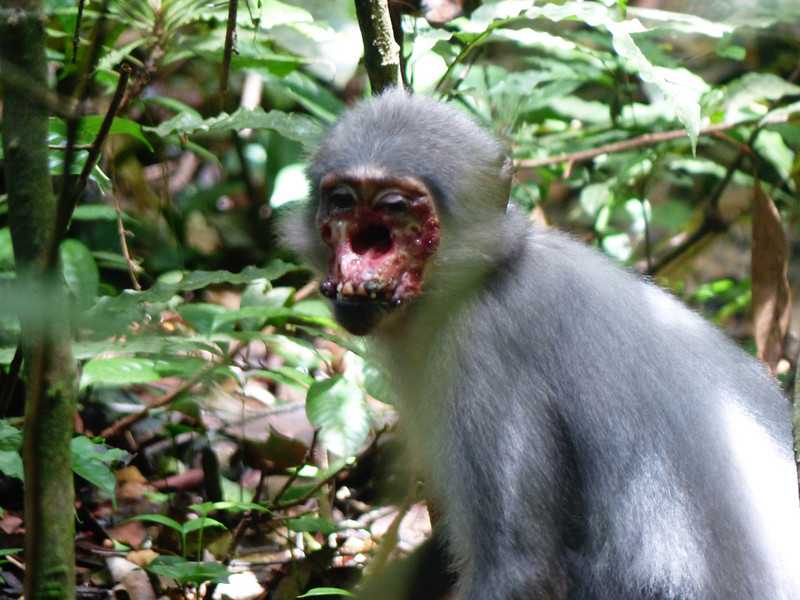 Ein mit dem Frambösieerreger schwer infiziertes Rußmangaben (Cercocebus atys atys) Weibchen aus dem Taï Nationalpark, Elfenbeinküste. Foto: Jan Gogarten/Taï Chimpanzee Project