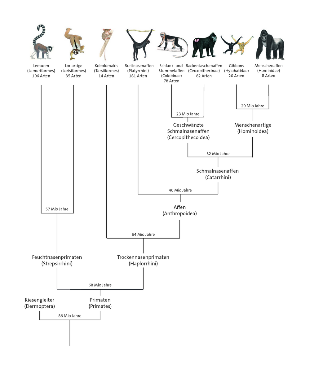 Der Stammbaum der Primaten stellt die verwandtschaftlichen Beziehungen zwischen den heute lebenden Primatengruppen und den zeitlichen Ablauf ihrer Evolution dar. Layout: Luzie Julia Almenräder, Illustration Primaten: Stephen Nash