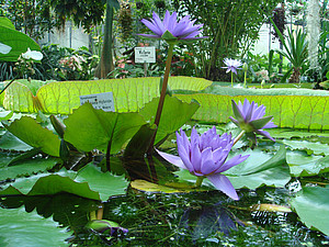 Water lilies at Victoria building of the Botanical Garden in Göttingen