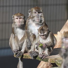 Javeneraffen in einer Zuchtgruppe am Deutschen Primatenzentrum. Foto: Anton Säckl