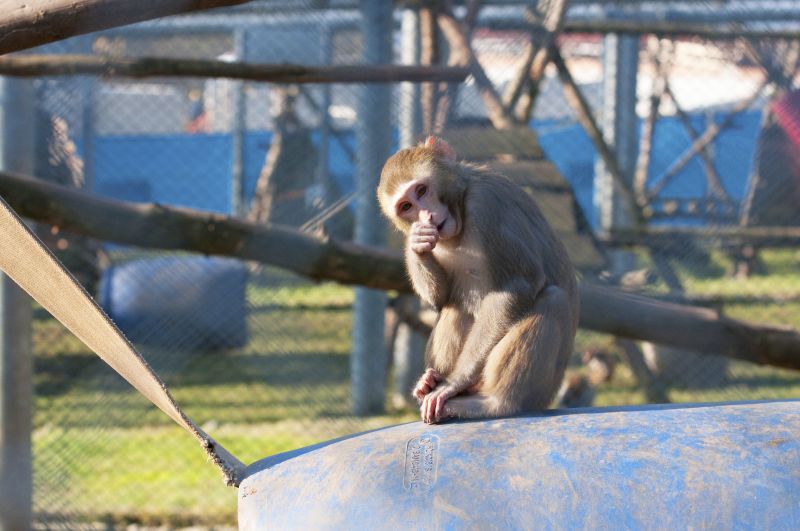 Ein Rhesusaffe in der Primatenzucht des DPZ. Die Tiere, die am DPZ und an anderen öffentlichen Forschungseinrichtungen in Deutschland zum Einsatz kommen, stammen größtenteils aus der Zucht des Deutschen Primatenzentrums. Foto: Anton Säckl
