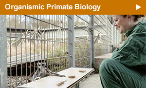 Research in the section Organismic Primate Biology is focussed on evolutionary basics of social and mating systems, ecology, vocal communication, biology of stem cells, and genetics in primates.