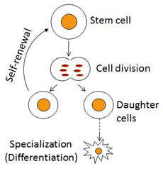 (c) Stem Cell Biology