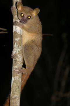 Coquerel's dwarf lemur