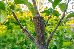 Pfropfung an einem Apfelbaum. Foto: kajasja - stock.adobe.com