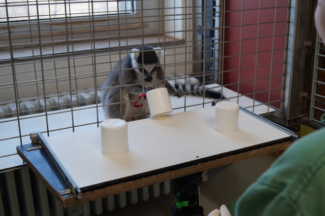 Mit der Primate Cognition Test Battery wird unter anderem das räumliche Denkvermögen bei Primaten untersucht: Kann sich der Katta merken, unter welchem Becher die Belohnung versteckt ist? Foto: Katja Rudolph