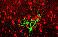 Regular spiking spiny stellate neuron in layer IV of rat barrel cortex (green) stained together with parvalbumin (red). Note the asymmetric dendritic arbor and rich axon oriented toward the barrel center.