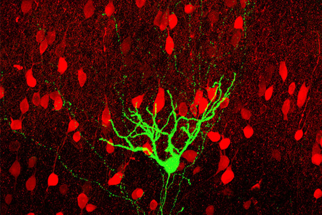 Regular spiking spiny stellate neuron in layer IV of rat barrel cortex (green) stained together with parvalbumin (red). Note the asymmetric dendritic arbor and rich axon oriented toward the barrel center.