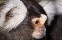 Ein Portrait eines Affen mit weißen Büscheln an den Ohren.