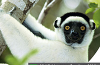 Der Kirindy-Wald in Madagaskar beherbergt neben Verreaux‘s Sifakas (Propithecus verreauxi) noch sieben weitere Lemurenarten. Foto: Manfred Eberle