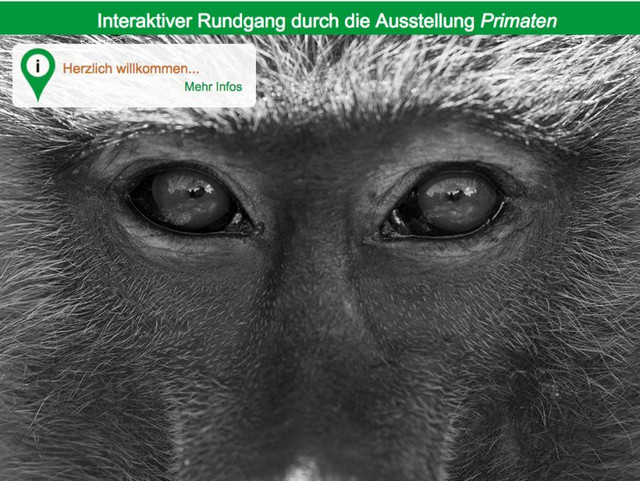 Mit dem Anubispavian geht es los im virtuellen Rundgang durch das Reich der "Primaten". Foto: Sascha Knauf 