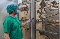 Ein Tierarzt kümmert sich um Weißbüschelaffen in der Tierhaltung am DPZ. Foto: Manfred Eberle