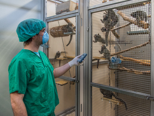 Ein Tierarzt kümmert sich um Weißbüschelaffen in der Tierhaltung am DPZ. Foto: Manfred Eberle