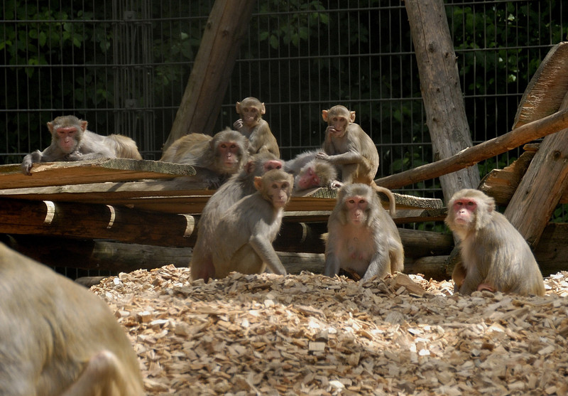 Rhesusaffen in der Primatenhaltung am Deutschen Primatenzentrum. Foto: Margrit Hampe