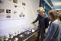 Besucherinnen betrachten die verschiedenen Affenschädel. Foto: Luzie J. Almenräder