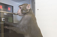 Das Rhesusaffenmännchen Chico lernt an der Computer-Touchscreen-Kombination XBI kognitive Aufgaben zu erfüllen. In diesem Beispiel wird er mit Fruchtsaft aus dem Trinkröhrchen belohnt, wenn er das weiße Quadrat auf dem Bildschirm berührt. Foto: Ingo Bulla