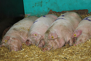 Die Organe von Schweinen sind denen des Menschen physiologisch und anatomisch sehr ähnlich. Foto: Friedrich-Loeffler-Institut - Bundesforschungsinstitut für Tiergesundheit