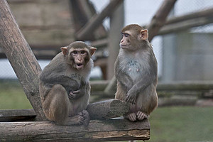 Two rhesus macaques (Macaca mulatta) at the animal husbandry at the German Primate Center. Photo: Anton Säckl