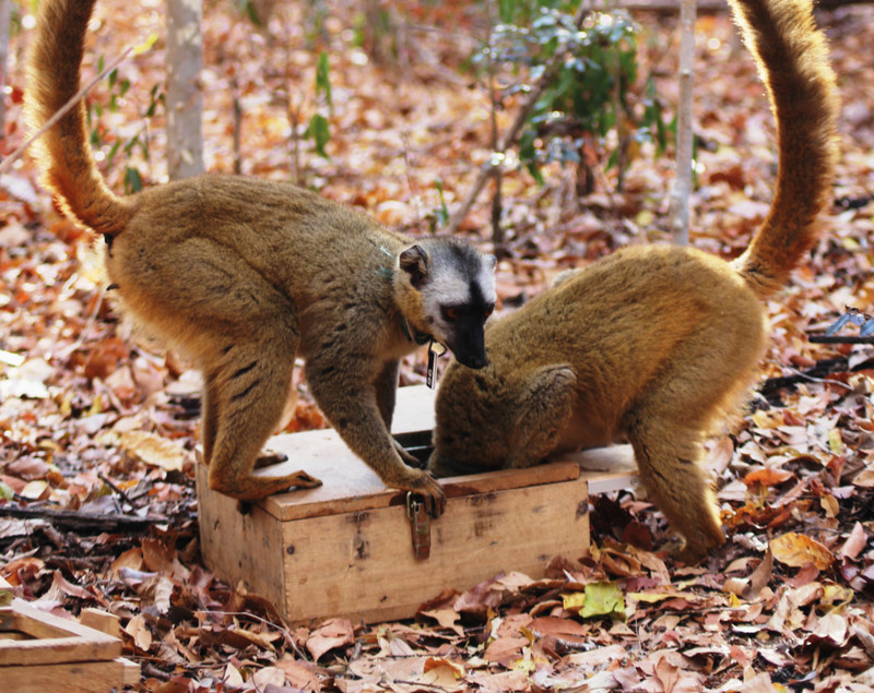 In Feldversuchen werden die Lemuren mit Boxen mit verstecktem Futter konfrontiert, um ihre kognitiven Fähigkeiten beim Lösen dieser Probleme zu untersuchen. Foto: Franziska Hübner