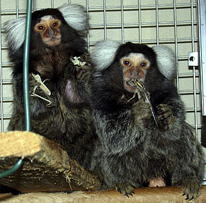 Two common marmosets eating grasshoppers. Photo: DPZ