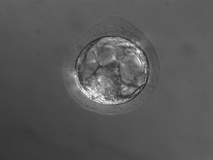 Ein etwa fünf Tage alter Präimplantationsembryo des Weißbüschelaffen. Foto: Charis Drummer