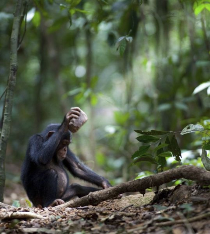 Ein Schimpanse knackt eine Nuss mit einem Stein als Werkzeug. Foto: Mark Linfield