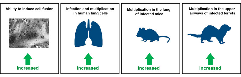 Compared to the previously circulating Omicron subvariants BA.1 and BA.2, Omicron BA.5 has an increased ability to fuse cells, infect lung cells and replicate in the lungs of experimentally infected mice and the upper airways of experimentally infected ferrets. Illustration: Markus Hoffmann