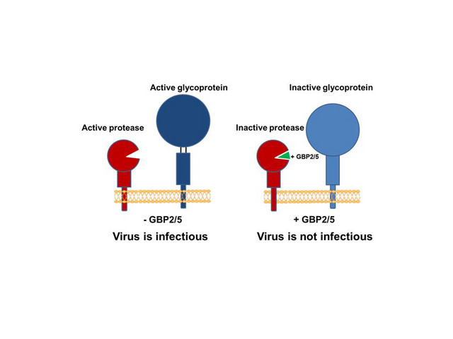 GBP2/5 hemmen die Aktivierung von Viren.
