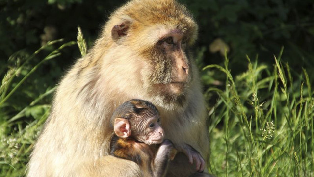 Berberaffenmutter mit Kind. Das soziale Verhalten von gruppenlebenden Tieren wie Primaten beeinflusst ihre Gesundheit und Fitness. Foto: Julia Fischer