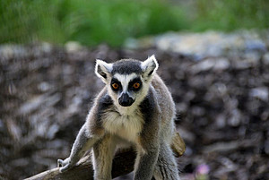 The photo shows a ring-tailed lemur.